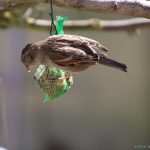 Spatz an Meisenknödel