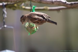 Spatz an Meisenknödel