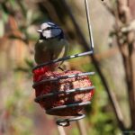 Blaumeise an Futterstelle