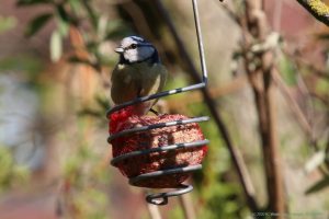 Blaumeise an Futterstelle