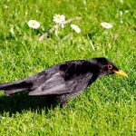 Amsel im Garten