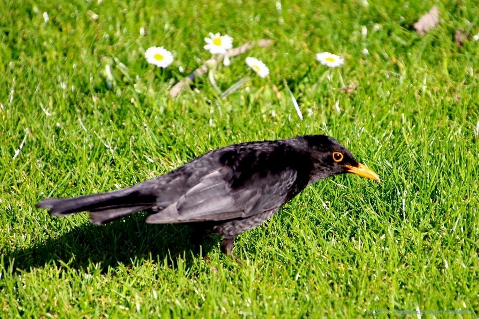 Amsel im Garten