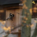 Kohlmeise am Nistkasten
