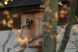 Kohlmeise am Nistkasten