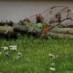 Rotkehlchen im Garten
