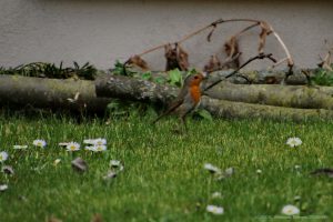 Rotkehlchen im Garten