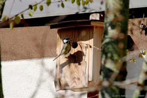 Kohlmeise am Meisenkobel