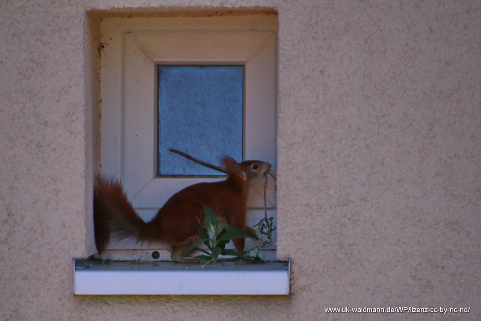 Eichhörnchen