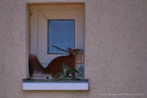 Eichhörnchen