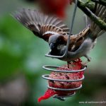 Haussperling an Futterstelle