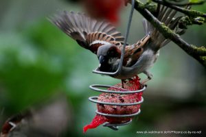 Haussperling an Futterstelle