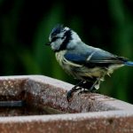 Blaumeise an Vogeltränke