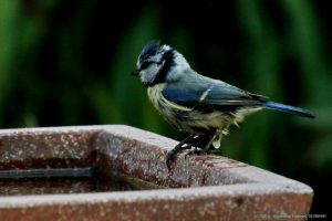 Blaumeise an Vogeltränke