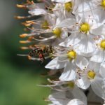 Honigbiene an Steppenkerze