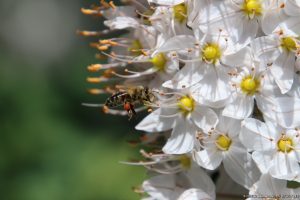 Honigbiene an Steppenkerze