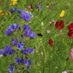 Wildblumenwiese mit Hummel
