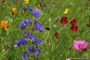 Wildblumenwiese mit Hummel
